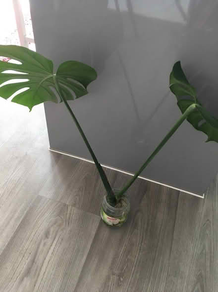 Photo of free Cheese plant cutting (Greenwich MV, SE10) #1