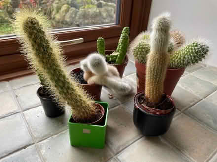 Photo of free Cactus plants (Galgate LA2) #1
