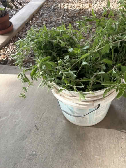 Photo of free Fresh cut organic oregano (near De Anza College) #1