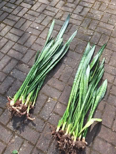 Photo of free Mother- in- laws tongue plants (Bexhill) #1