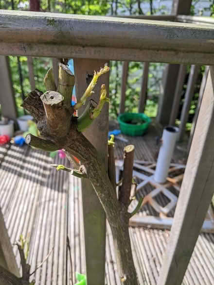 Photo of free Climbing Rose plant (Weston) #2
