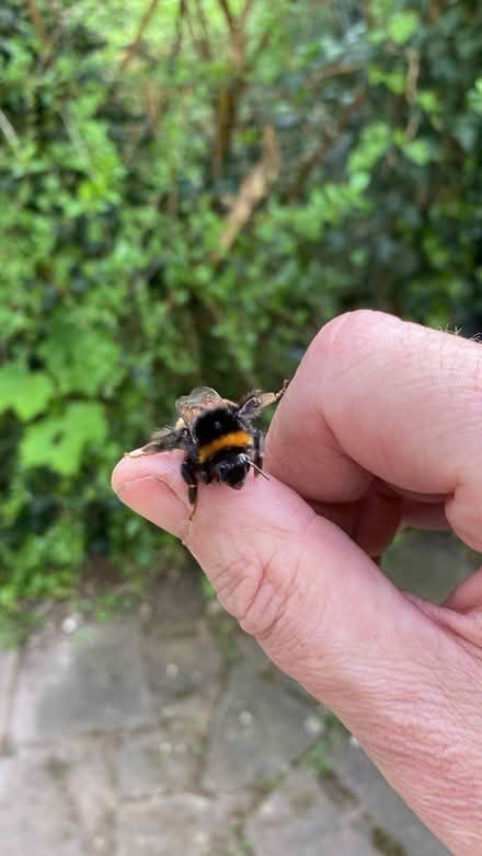 Photo of Plants (IP6) #1