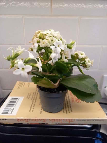 Photo of free Indoor plant (Bessels Green TN13) #1