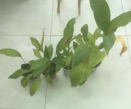 Photo of free Peace Lilies (Shevington Vale WN6) #1