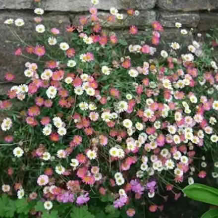 Photo of Erigeron plant ( Fleabane) (Barnston CH61) #1