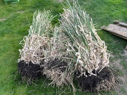 Photo of free Panthers grasses - 3no (Chatham ME5) #1