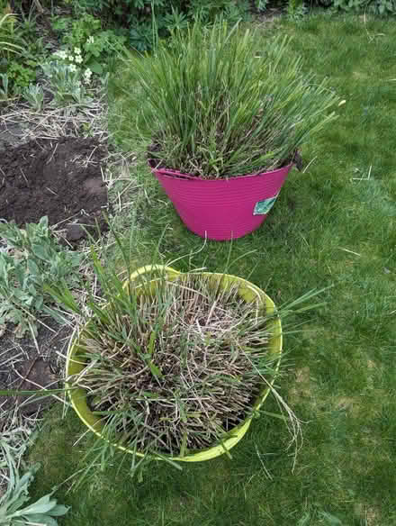 Photo of free Miscanthus Sinensis grasses x 2 (Nottingham NG5) #1