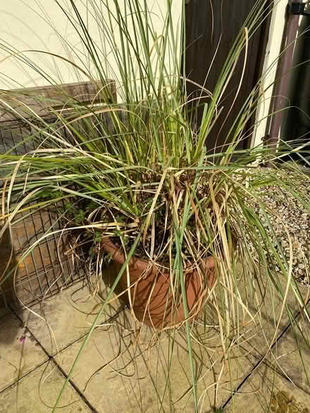 Photo of free Pot bound pampas grass (Moorlinch TA7) #1
