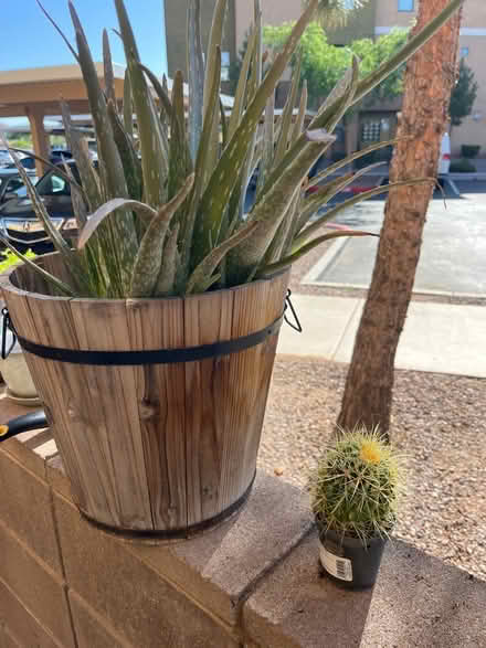 Photo of free Aloe vera and barrel cactus (Gilbert) #2