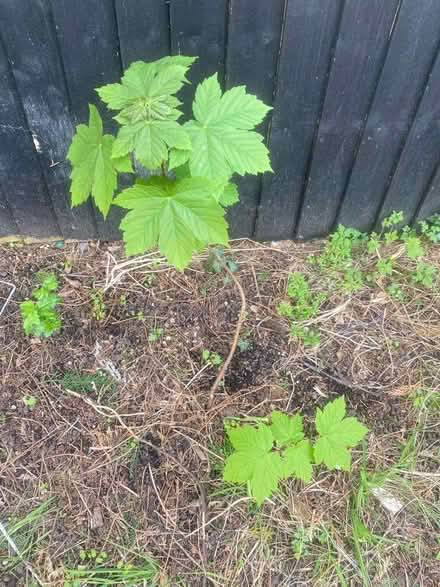 Photo of free Tree saplings for planing (Reading RG2) #1