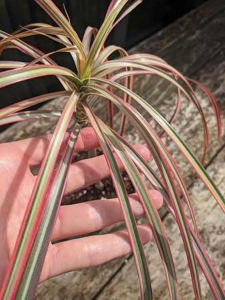 Photo of free House plant - dracaena marginata (South West London) #2