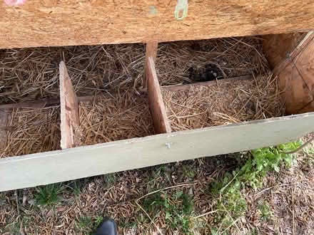 Photo of free Chicken Coop (Friendship Heights, D.C.) #3