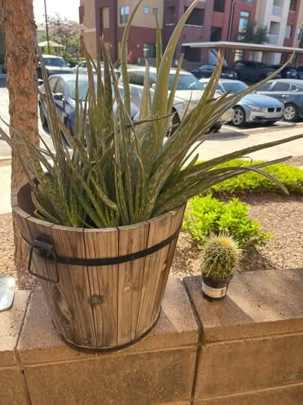 Photo of free Aloe vera and barrel cactus (Gilbert) #1