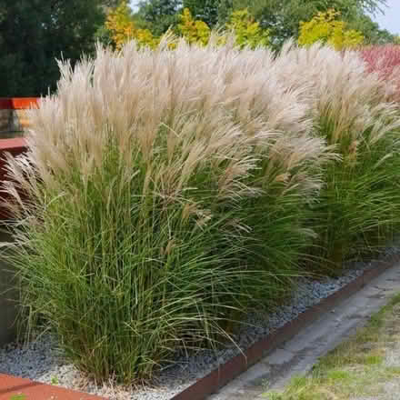 Photo of free Miscanthus Sinensis grasses x 2 (Nottingham NG5) #2