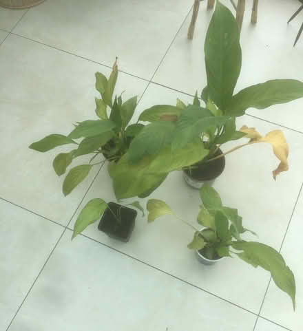 Photo of free Peace Lilies (Shevington Vale WN6) #2