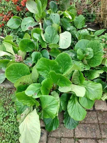 Photo of free Elephant's Ears plants, Bergenia (Orrell WN5) #1