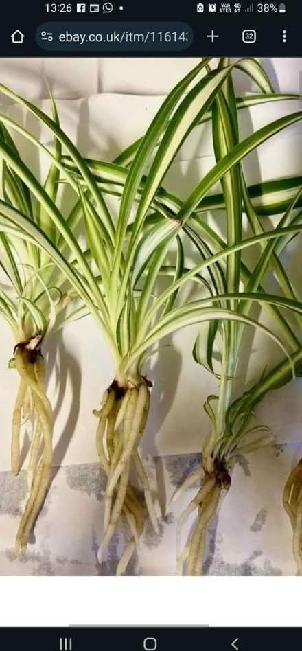 Photo of free Baby spider plants to replant (Upper oldfield park) #4