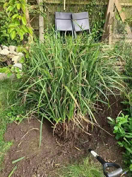 Photo of free Reeds/rushes (Upper Weston) #1