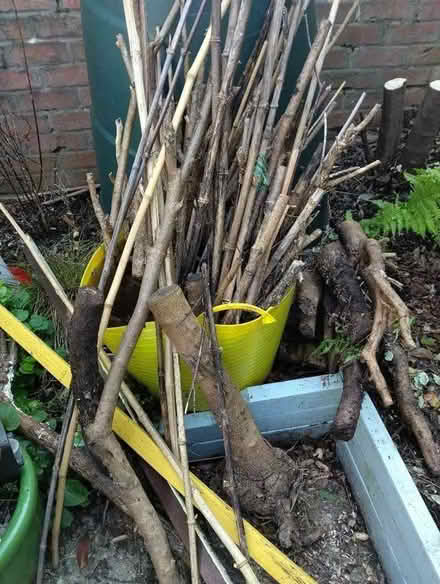 Photo of free Branches for bug hotel or bottom of raised planters (Higher Brixham TQ5) #1