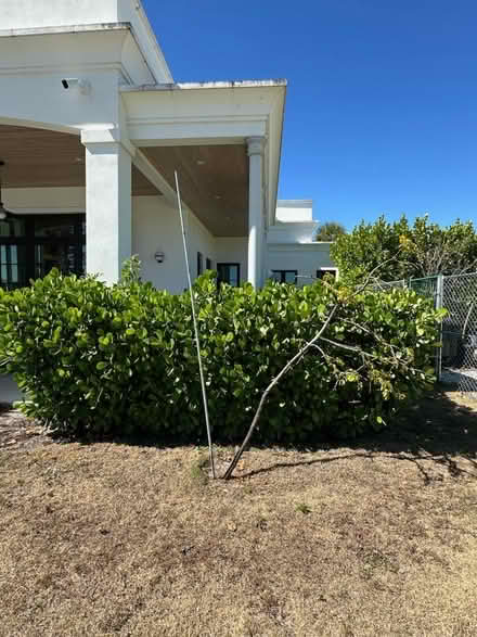 Photo of free Clusia Plants - you remove (Wellington) #2