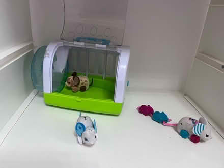 Photo of free Little live pets (Fetcham) #3