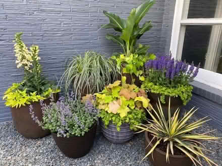Photo of Large permanent flower pots (Portsmouth PO3) #1