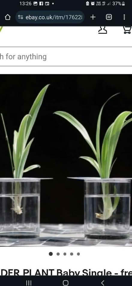 Photo of free Baby spider plants to replant (Upper oldfield park) #3
