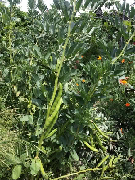Photo of free Fresh Fava beans (Cambrian) #1