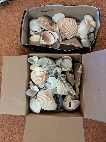 Photo of free Ocean decor (Robbinsdale) #1