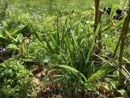Photo of free Ornamental grass (Little Kingshill HP16) #1