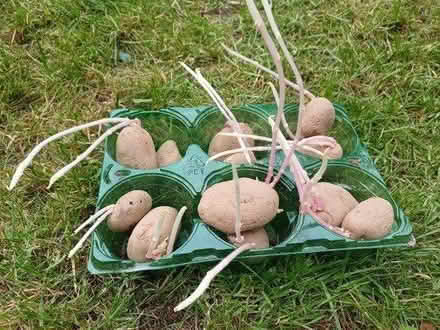 Photo of free seed potatoes ready for planting (W12) #1