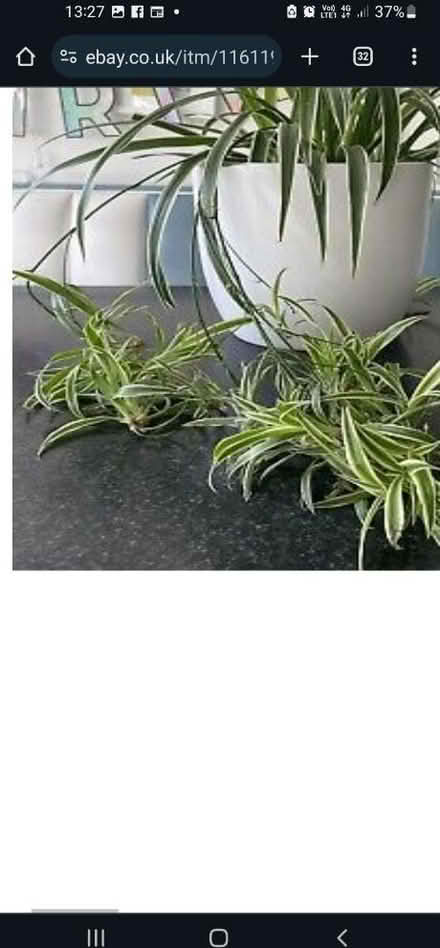 Photo of free Baby spider plants to replant (Upper oldfield park) #2