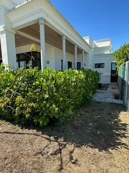 Photo of free Clusia Plants - you remove (Wellington) #1