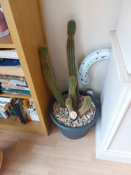Photo of free Cactus in pot (Easterton SN10) #1
