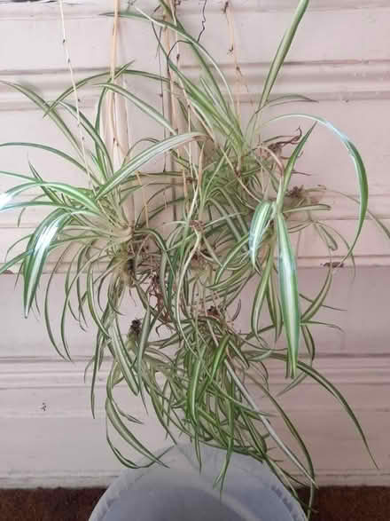 Photo of free Baby spider plants to replant (Upper oldfield park) #1