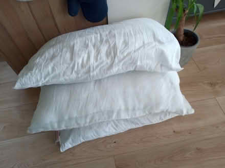 Photo of free Old Pillows (CT8) #1