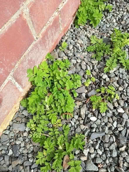 Photo of free aquilega & Welsh poppy plants (Builth Wells) #2