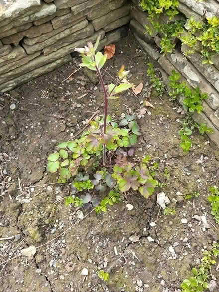 Photo of free aquilega & Welsh poppy plants (Builth Wells) #1