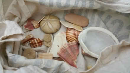 Photo of free Assorted sea shells (NW11) #1