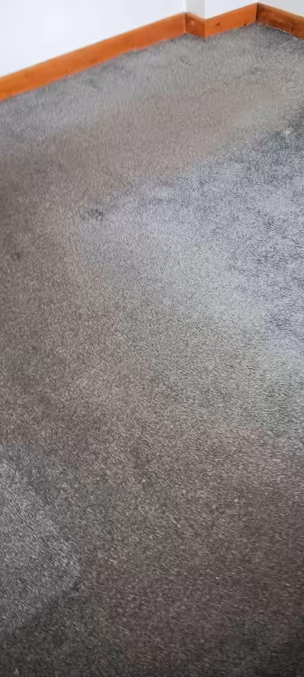 Photo of free Carpet grey 298cmx318cm (Hala LA1) #1