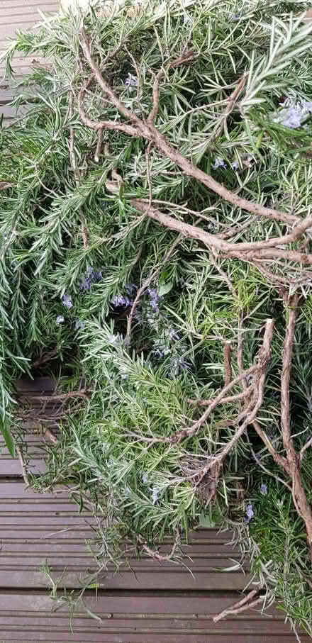 Photo of free Rosemary cuttings (Hillingdon HA4) #1
