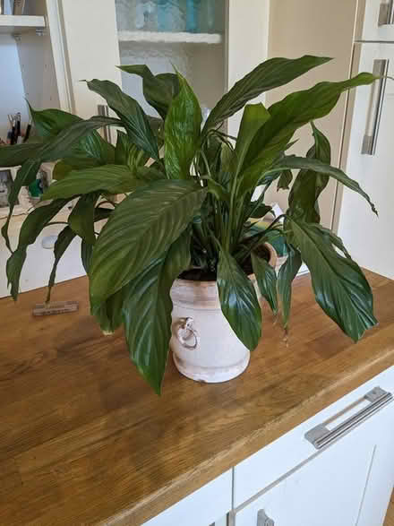 Photo of free Plants in a nice pot (Camberley GU15) #1