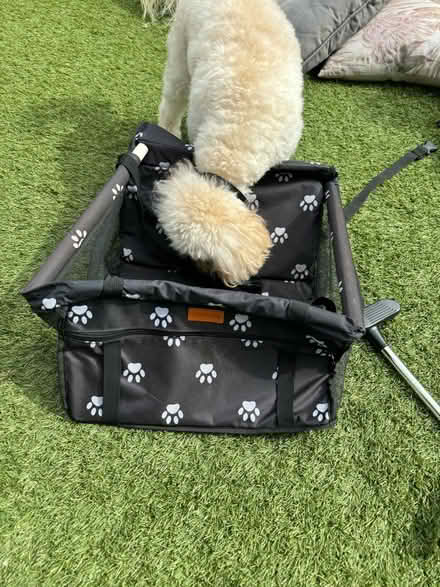 Photo of free Dog Car Seat (KT5) #1