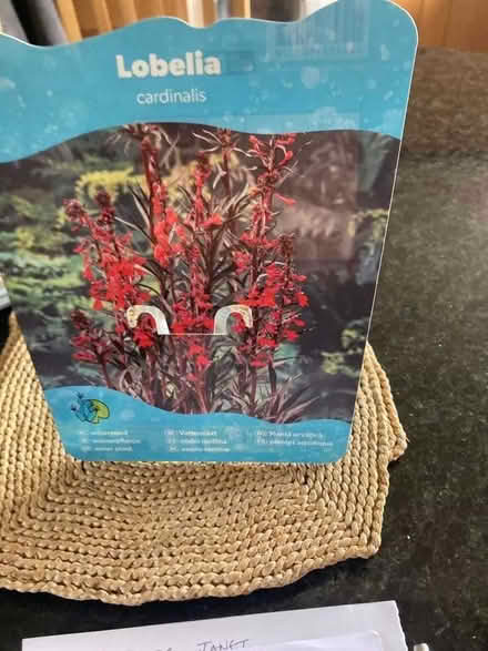 Photo of free Lobelia cardinalis (Bernards Heath AL3) #1
