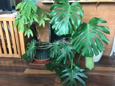 Photo of free House plants - Monstera and Pachera (Rusthall TN4) #1