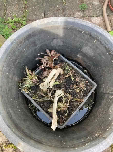 Photo of free Lobelia cardinalis (Bernards Heath AL3) #2