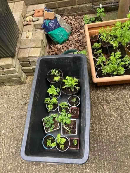 Photo of free Tanacetum parthenium (Bernards Heath AL3) #2