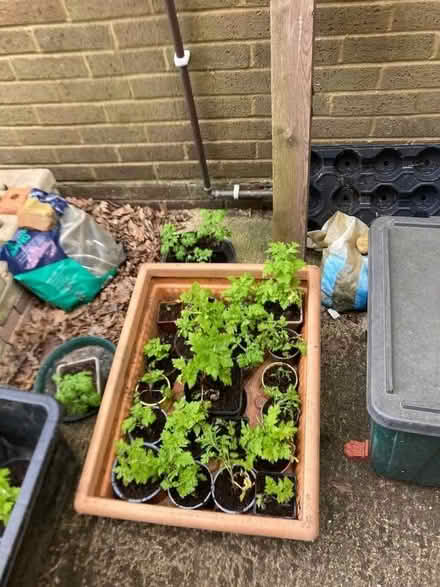 Photo of free Tanacetum parthenium (Bernards Heath AL3) #1