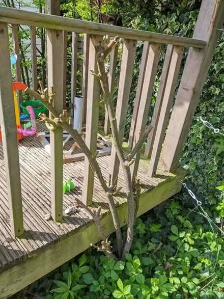 Photo of free Climbing Rose plant (Weston) #1