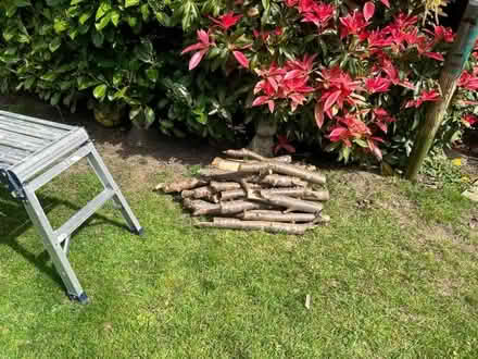 Photo of free Logs for burner/fire pit, Windlesham (Windlesham GU20) #1